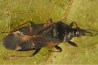 Anthocoris nemoralis