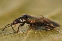 Anthocoris nemoralis