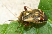 Polymerus unifasciatus