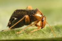 Halticus luteicollis