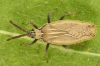 Catoplatus carthusianus