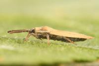 Catoplatus carthusianus