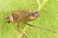 Plagiognathus arbustorum