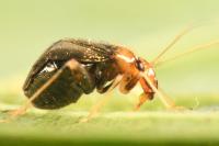 Halticus luteicollis