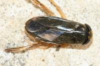 Corixa punctata