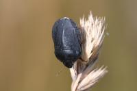 Eurygaster austriaca