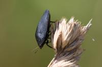 Eurygaster austriaca