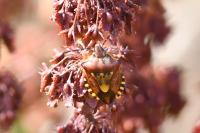 Carpocoris purpureipennis