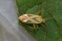 Adelphocoris quadripunctatus