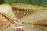 Adelphocoris quadripunctatus