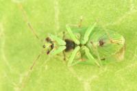 Orthops campestris
