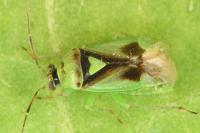 Orthops campestris