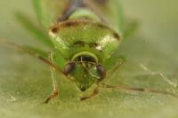 Orthops campestris