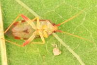 Pseudoloxops coccineus