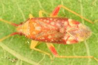 Pseudoloxops coccineus