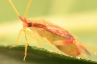 Pseudoloxops coccineus