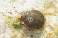 Aphelocheirus aestivalis