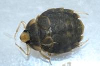 Aphelocheirus aestivalis