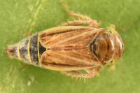 Laburrus quadratus