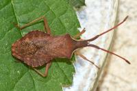 Haploprocta sulcicornis