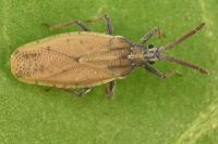 Catoplatus carthusianus