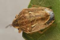 Neottiglossa leporina