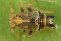 Dicranotropis hamata