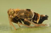 Dicranotropis hamata