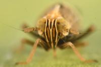 Dicranotropis hamata