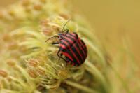 Graphosoma italicum