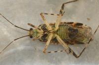 Phytocoris tiliae