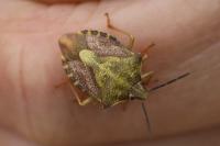 Carpocoris purpureipennis