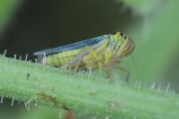 Cicadella viridis