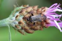 Adelphocoris seticornis