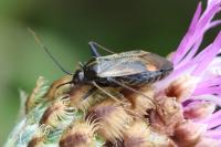 Adelphocoris seticornis
