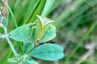 Stictocephala alta