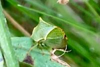 Stictocephala alta
