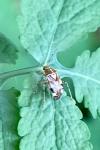 Liocoris tripustulatus