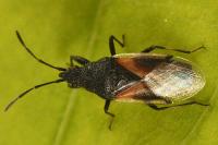 Oxycarenus lavaterae