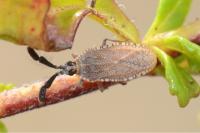 Copium clavicorne