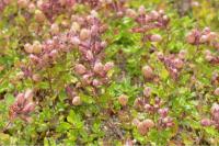 Copium clavicorne