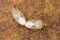 Chilacis typhae