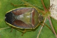 Piezodorus lituratus