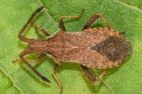 Coriomeris denticulatus