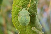 Palomena prasina