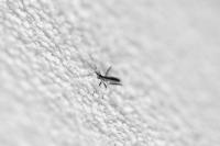 Micrelytra fossularum