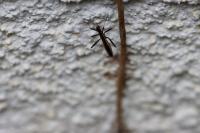 Micrelytra fossularum