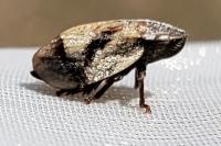 Lepyronia coleoptrata