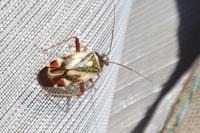 Polymerus unifasciatus