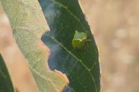 Stictocephala alta